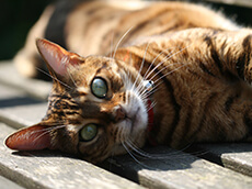 bangle cats blog image